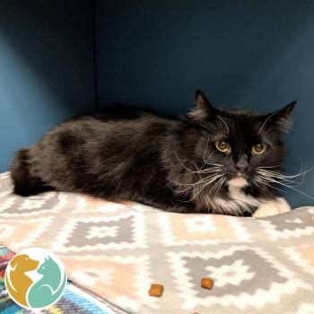 Domestic Long Hair Cats Available for Adoption in Toledo, Ohio - Midnight | PetCurious