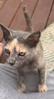 Posie -  Domestic Short Hair Cat for Adoption in The Woodlands, Texas - Posie | PetCurious