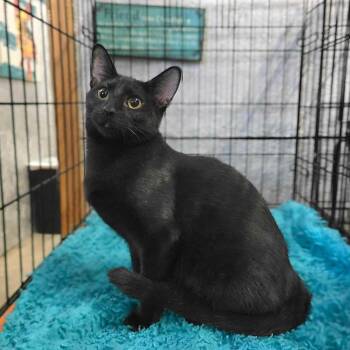 Rescue Domestic Short Hair Cats for Adoption in Lubbock, Texas - Digger | PetCurious