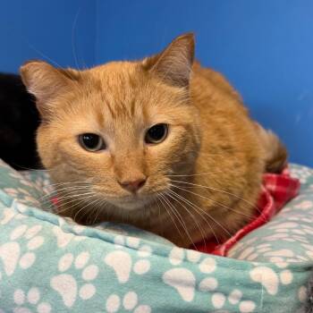 Domestic Short Hair Cats Available for Adoption in Mankato, Minnesota - Honey Bee | PetCurious