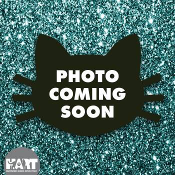 Domestic Short Hair Cats Available for Adoption in Harrisburg, Pennsylvania - Vincent | PetCurious