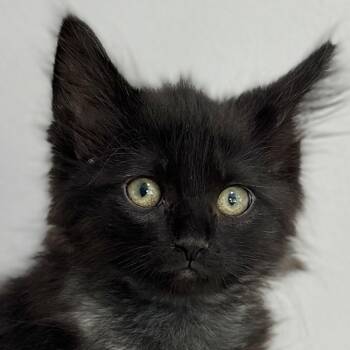 Puff -  Domestic Medium Hair Cat for Adoption in Victor, New York - Puff | PetCurious