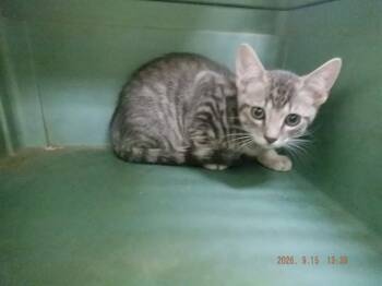 A613911 -  Domestic Short Hair Cat for Adoption in Oroville, California - A613911 | PetCurious
