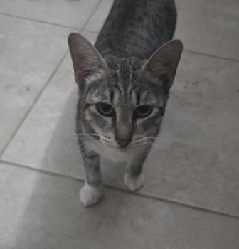 Domestic Short Hair Cats Available for Adoption in Ruskin, Florida - Jennyanydots | PetCurious