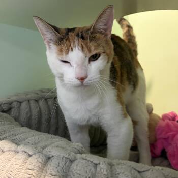 Shelby -  Domestic Short Hair Cat for Adoption in Charleston, South Carolina - Shelby | PetCurious