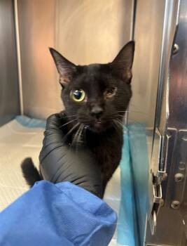 A1926136 -  Domestic Short Hair Cat for Adoption in Thousand Palms, California - A1926136 | PetCurious