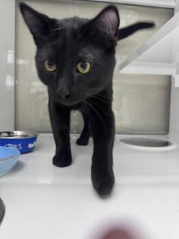 Domestic Short Hair Cats Available for Adoption in Saint Paul, Minnesota - Cameron | PetCurious