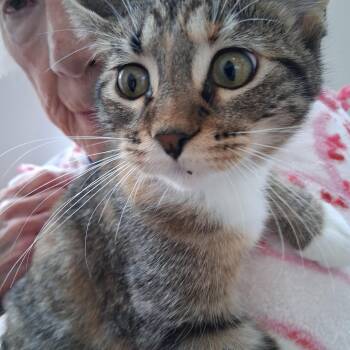 Dolly -  Domestic Short Hair Cat for Adoption in Northfield, Minnesota - Dolly | PetCurious