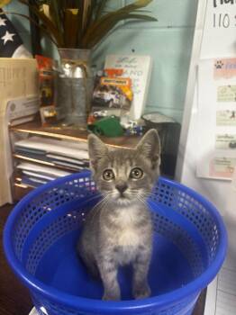 Cricket -  American Shorthair Cat for Adoption in Rockport, Texas - Cricket | PetCurious