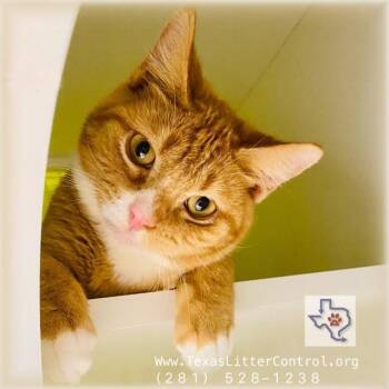 Paws -  Domestic Short Hair Cat for Adoption in Houston, Texas - Paws | PetCurious