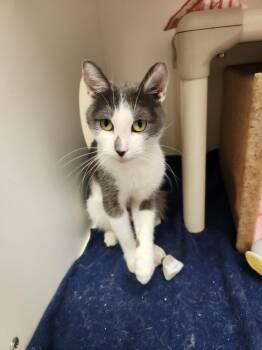 PATCHES -  Domestic Short Hair Cat for Adoption in Burbank, California - PATCHES | PetCurious