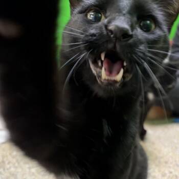 Ben -  Domestic Short Hair Cat for Adoption in Cheyenne, Wyoming - Ben | PetCurious