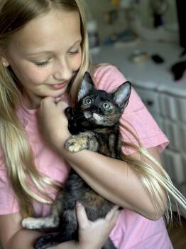 Domestic Short Hair Cats Available for Adoption in Port Orange, Florida - WATCH VIDEO-LOVABLE KITTEN (Orchid) | PetCurious