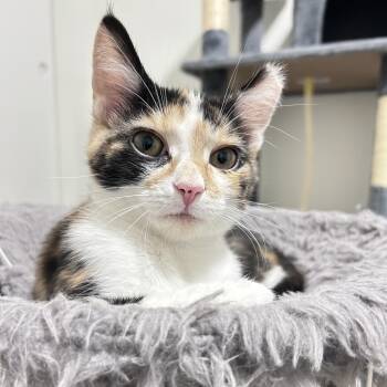 Domestic Short Hair Cats Available for Adoption in Granville, Ohio - Junie | PetCurious