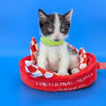 Domestic Short Hair Cats Available for Adoption in Tucker, Georgia - Espresso (Cocktails Litter) | PetCurious