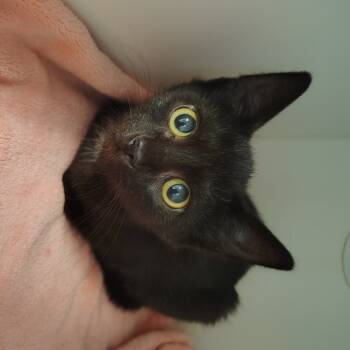 Rescue Domestic Short Hair Cats for Adoption in Tulsa, Oklahoma - Jett | PetCurious