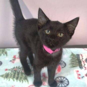 Dawn -  Domestic Short Hair Cat for Adoption in Concord, New Hampshire - Dawn | PetCurious