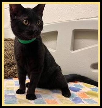 Domestic Short Hair Cats Available for Adoption - EURYLOCHUS | PetCurious