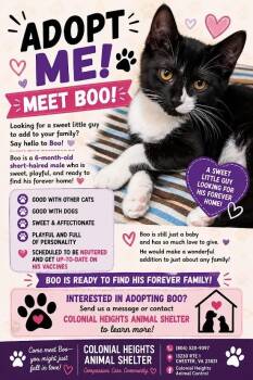 Boo -  Domestic Short Hair Cat for Adoption in Colonial Heights, Virginia - Boo | PetCurious