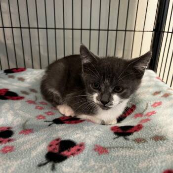 Floyd -  Domestic Short Hair Cat for Adoption in Port Townsend, Washington - Floyd | PetCurious