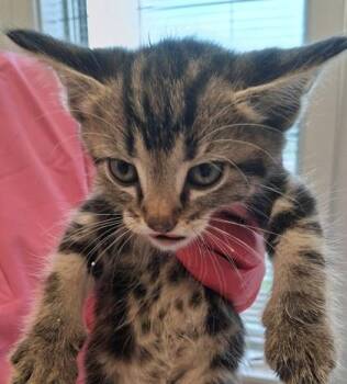 See Saw (white) -  Domestic Short Hair Cat for Adoption in Lafayette, Indiana - See Saw (white) | PetCurious