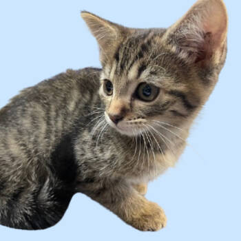 Rescue Domestic Short Hair Cats for Adoption in Tuscaloosa, Alabama - Nex | PetCurious