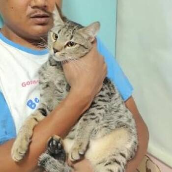 Panda & Snickers -  Domestic Short Hair Cat for Adoption in Waltham, Massachusetts - Panda & Snickers | PetCurious