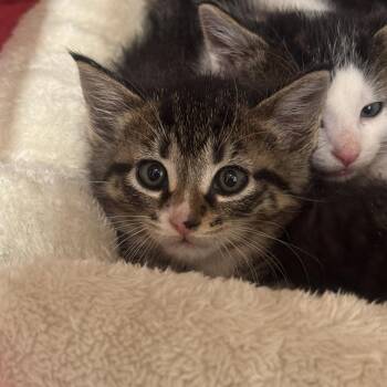 Aphrodite -  Domestic Short Hair Cat for Adoption - Aphrodite | PetCurious