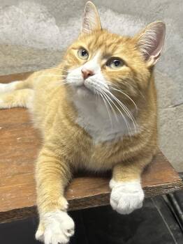 Rescue Domestic Short Hair Cats for Adoption in Philadelphia, Pennsylvania - Garfield | PetCurious