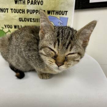 Rescue Domestic Medium Hair Cats for Adoption in Parrish, Alabama - Aurora | PetCurious