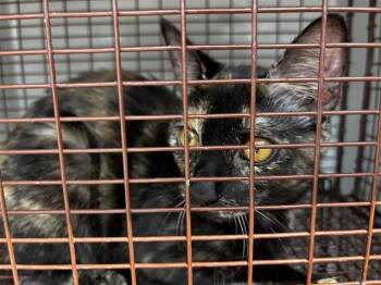 Domestic Short Hair Cats Available for Adoption - A651076 | PetCurious