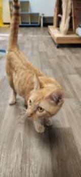 Tabby Cats Available for Adoption - Cat 27505 | PetCurious