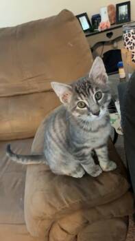 Juno -  Domestic Short Hair Cat for Adoption in Manhattan, Kansas - Juno | PetCurious
