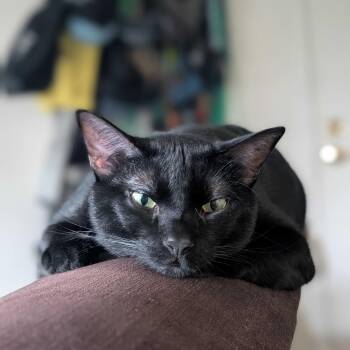 Jinx -  Domestic Short Hair Cat for Adoption in Denver, Colorado - Jinx | PetCurious