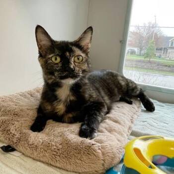Domestic Short Hair Cats Available for Adoption in Wheaton, Illinois - Pepper | PetCurious