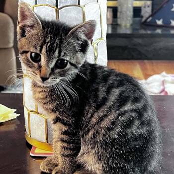 Anchovy -  American Shorthair Cat for Adoption in Bethel, Connecticut - Anchovy | PetCurious