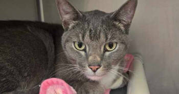 Rescue Domestic Short Hair Cats for Adoption in Bowling Green, Ohio - Blenny | PetCurious