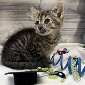 Sunshine -  Domestic Short Hair Cat for Adoption in Lynchburg, Virginia - Sunshine | PetCurious