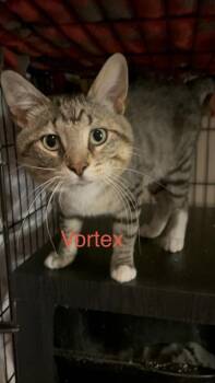 Vortex Ne (Ollie Washburn) -  Domestic Short Hair Cat for Adoption in West Peoria, Illinois - Vortex Ne (Ollie Washburn) | PetCurious