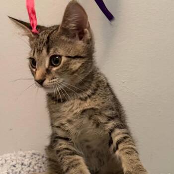 Rescue Domestic Short Hair Cats for Adoption in Gastonia, North Carolina - Chili | PetCurious