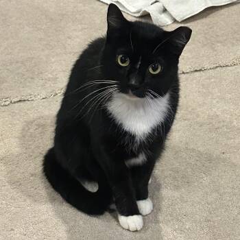 Deysi -  Domestic Short Hair Cat for Adoption in Lemoyne, Pennsylvania - Deysi | PetCurious