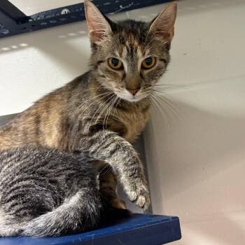 Appalachia -  Domestic Short Hair Cat for Adoption in Fairport, New York - Appalachia | PetCurious
