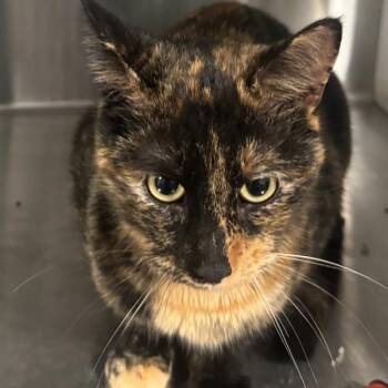 Punkin -  Domestic Short Hair Cat for Adoption in Des Moines, Iowa - Punkin | PetCurious