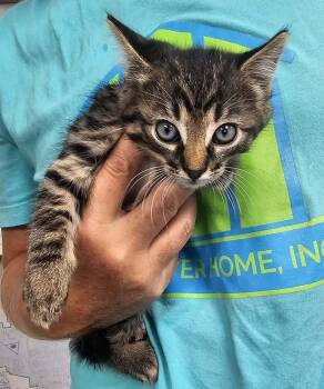 Elwood -  Domestic Short Hair Cat for Adoption in Fremont, Nebraska - Elwood | PetCurious