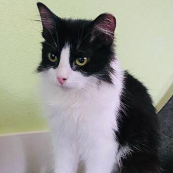 Domestic Long Hair Cats Available for Adoption in Waco, Texas - Coconut | PetCurious