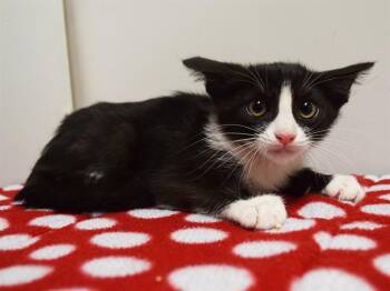 COOKIE -  Domestic Short Hair Cat for Adoption in Sacramento, California - COOKIE | PetCurious