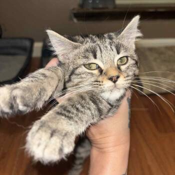Rescue Tabby Cats for Adoption in Fletcher, Oklahoma - MISTY | PetCurious