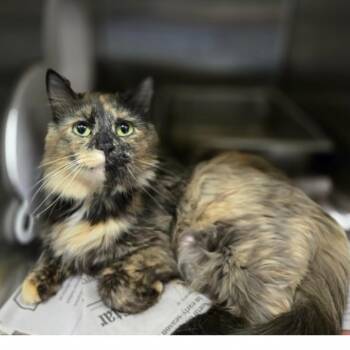 Domestic Long Hair Cats Available for Adoption in Oak Brook, Illinois - Nani | PetCurious
