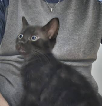 Rescue Domestic Medium Hair Cats for Adoption in Dickson, Tennessee - Benedict | PetCurious