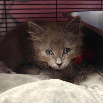 Domestic Long Hair Cats Available for Adoption in New Orleans, Louisiana - Moscow | PetCurious